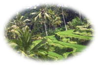 Rice terraces near Ubud