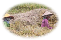 Rice cropping