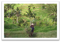 Rice terraces near Ubud, Bali