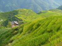 Longsheng rice terraces