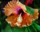 Orchid Flower