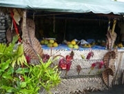 Fruit stall - Tahiti