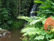 Waterfall - Tahiti