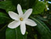 French Polynesia flower