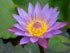 French Polynesia flower