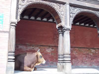 Holy cow  near Pashupatinath